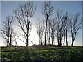 Trees, Mitcham Common (1)