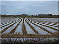 Plastic coated farmland