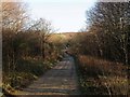 Track, Friston Forest