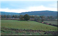 Grazing, Hawkcliffe Farm