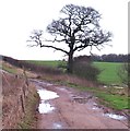 Bridleway junction east of South Farm