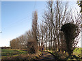 Poplars along a farm track