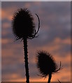 SU6676 : Teasels at dusk, Purley-on-Thames, Berkshire by Edmund Shaw