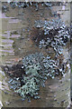 Lichen on a birch trunk, Dunkeld