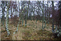 Birch woodland at Mount Blair Lodge in Glen Shee