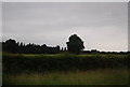 Hedge and tree by the A11