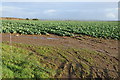 Field of cabbages