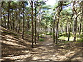 Sun dappled path near Freshfield Caravan Park