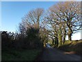 Trees lining Blagdon Road