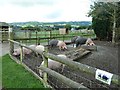 The Country Park has a large collection of pigs