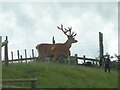 Red deer stag