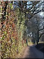 Road beside woods that screen Bowden House