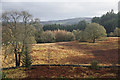 Trees at Hatton, near Dunkeld