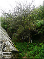 The cloutie tree near St Clether