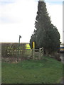 Tall fir by the footpath to Measham Road