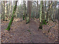 SU8362 : Edgbarrow Woods by Alan Hunt