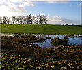 Marshy field, Aldcliffe