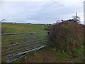 Sheep grazing east of Meshaw