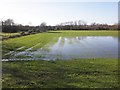 Flooded field, Screech Owl Farm