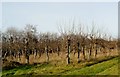 Orchard in Winter near Hartfield