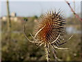 Dried-out winter teasel