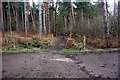 SK5469 : Footpath crossing in Cuckney Hay Wood by Graham Hogg