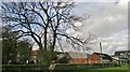 Ash tree at Norwood Farm