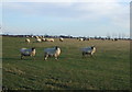 Grazing near Field House Farm