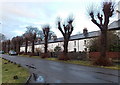 SO1107 : Tree-lined row of houses in Rhymney by Jaggery