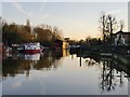 The Thames at Isleworth Ait: view upstream, January 2014