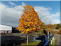 Autumn colours in Rogerstone, Newport