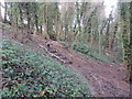 Steps in Withdean Stadium Woods