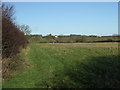 Farmland and hedgerow east of Trimdon 