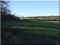 Grazing near Cleveland Gorse