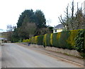 Variegated hedge in Llanvair Discoed