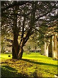 TQ0589 : Veteran yew tree, Harefield churchyard by Stefan Czapski