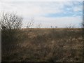 Scrub trees on moorland below Averhill Side