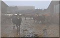 Mid Devon : Cattle at Queensborough Farm