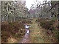 Forest path near Borlum Wood