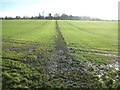 Little Hadham: Footpath to Church End