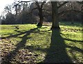 Trees, Blaise Castle Estate