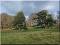 Old cedars, South Hill Park