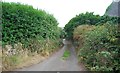 Narrow lane in Castlemartin