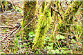 Mossy trees, Dundonald