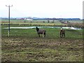 Horses by the Annan road