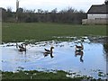 Geese on flooded field