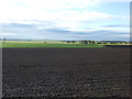 Field, Holly Well Farm