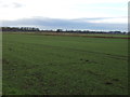 Crop field near the River Trent