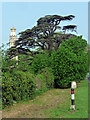 Cedar near Lansdown