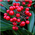 Skimmia japonica 